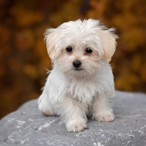 köpek